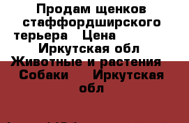 Продам щенков стаффордширского терьера › Цена ­ 15 000 - Иркутская обл. Животные и растения » Собаки   . Иркутская обл.